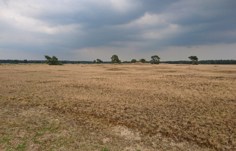 Savana of the Hoge Veluwe park