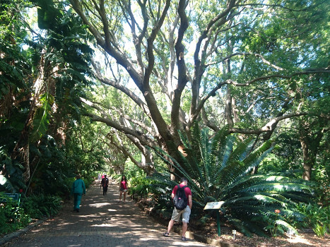 Kirstenbosch botanical garden, Cape Town